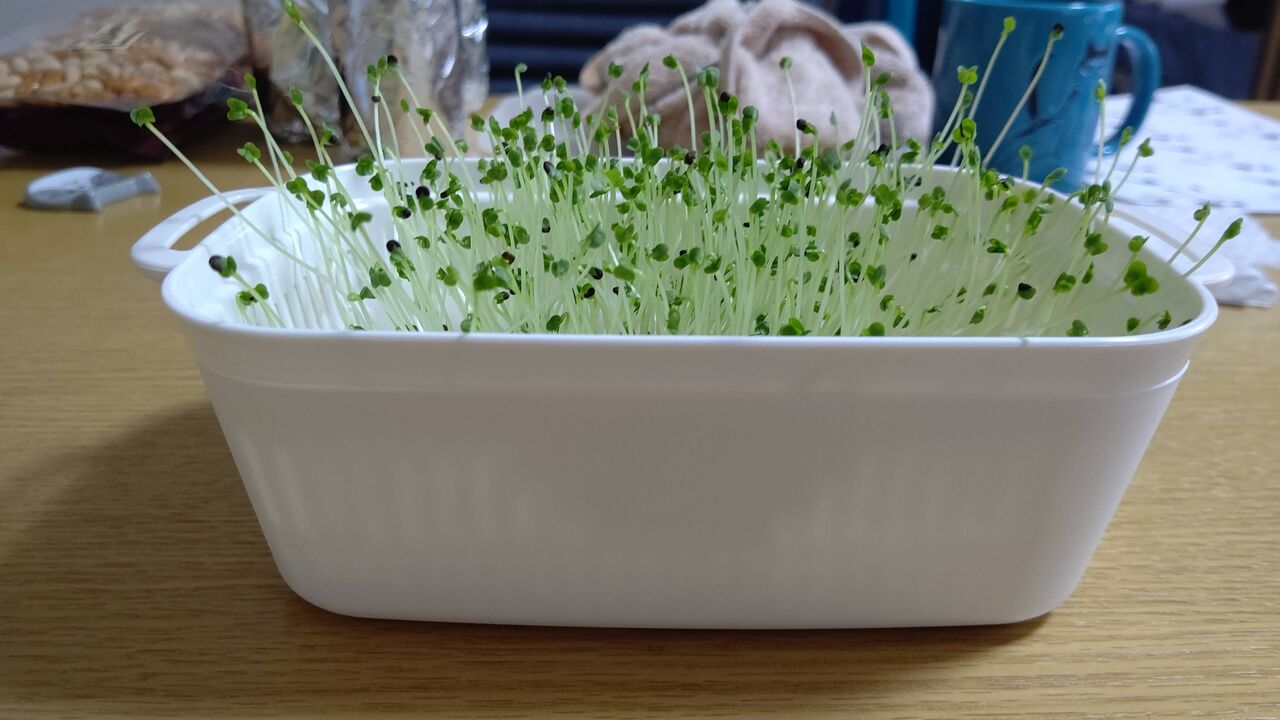 水耕栽培でブロッコリースプラウトを育てる手順 とっても簡単に育てられます Bigいぬねこの水耕栽培記録