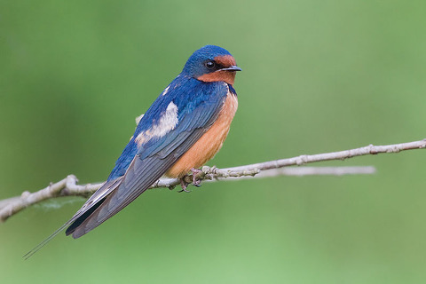 800px-BarnSwallow_cajay