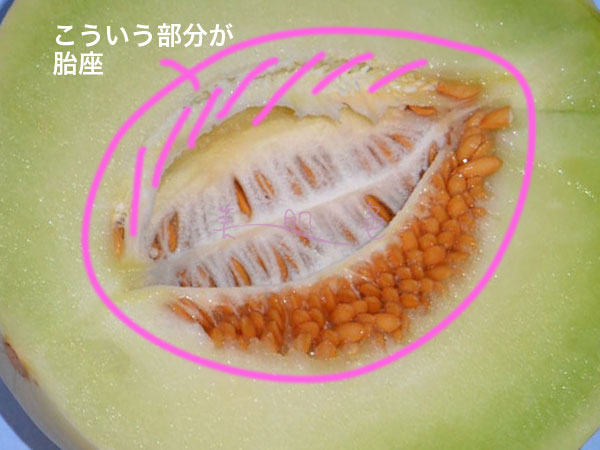 植物プラセンタってどういうもの?何の効果があるの?