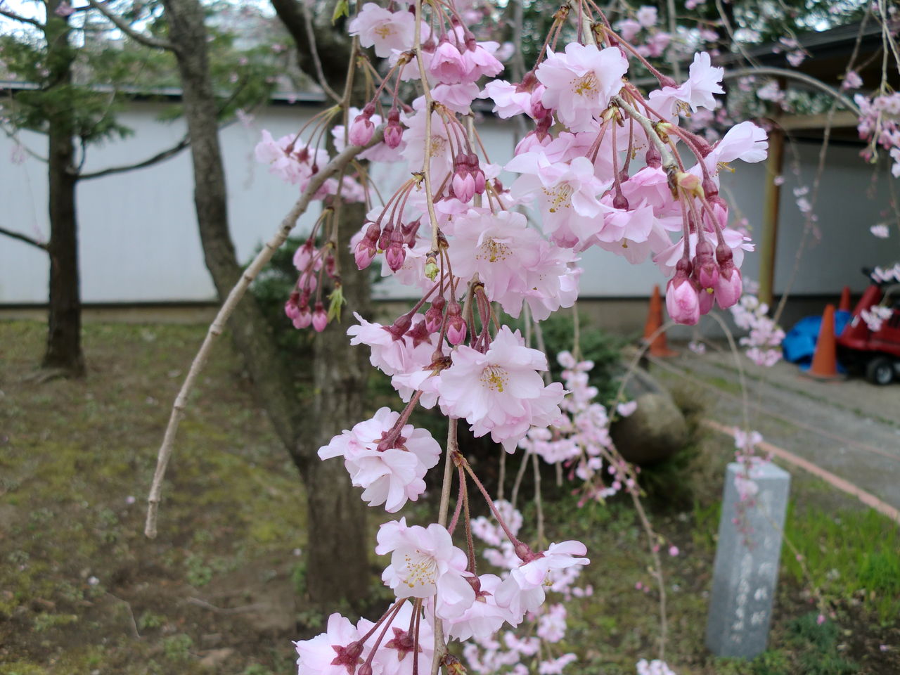 今日の英語表現 ３６ しだれ桜 って英語で何という 米山明日香のブログ