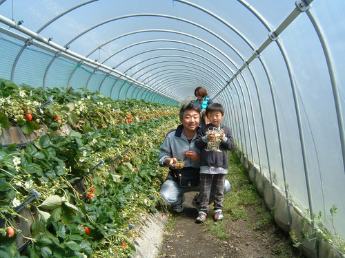 婦人部宮城/いちご 012