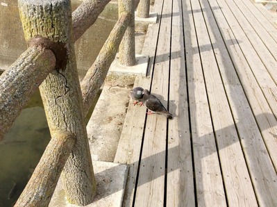 11357164_10204090946463023_5948914584943456061_o