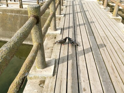 11312708_10204090898261818_3923978527867463870_o