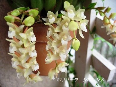 ポリドータシネンシス