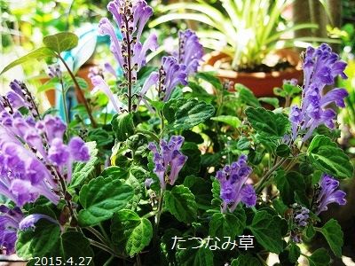 たつなみ草