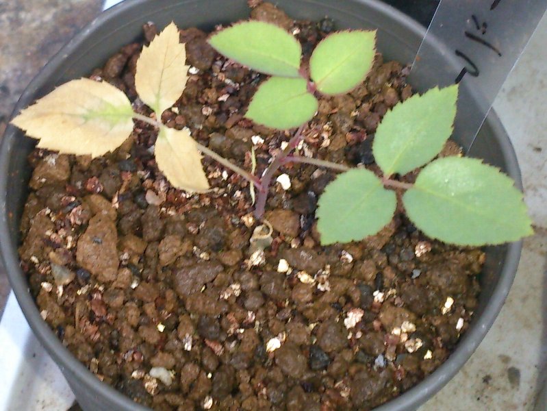 発芽した苗の植え替え 今日も元気にバラいじり