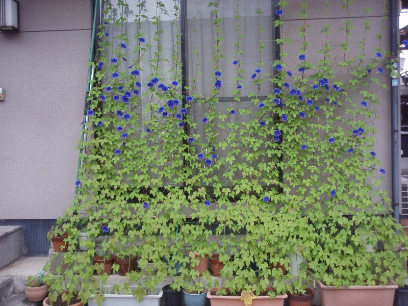 朝顔28とバラ24だってばね ずっと元気でバイクに乗ろう グラディウス400