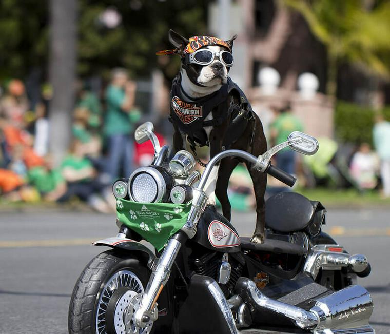 犬を買うかバイクを買うかで迷ってる…