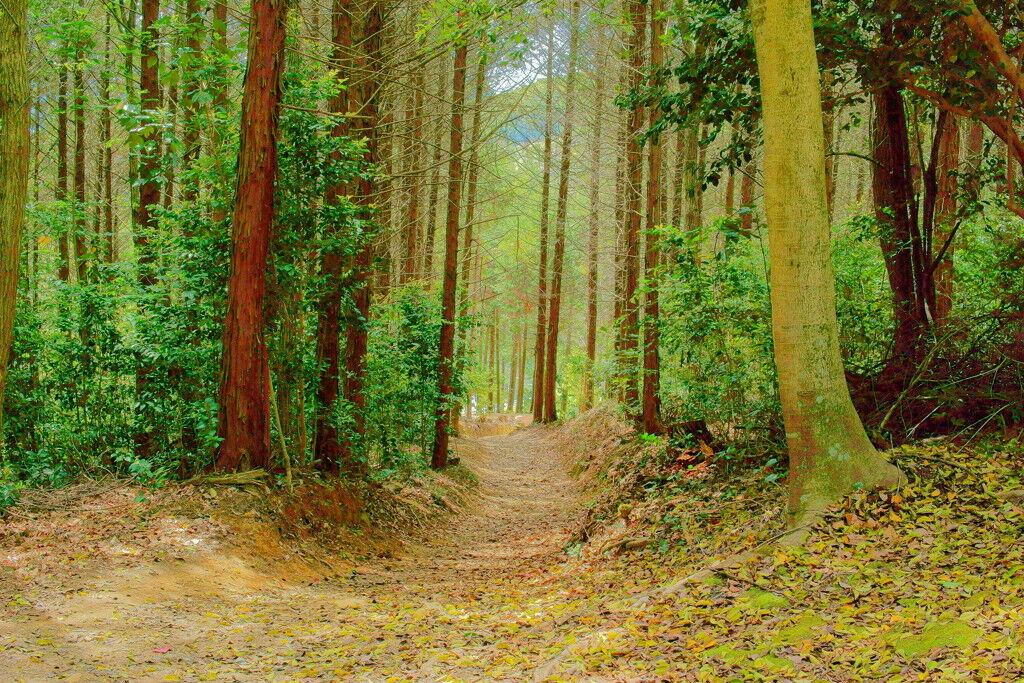 【動画】「レンタルバイクで林道を走る！」←ダメだろコレ...