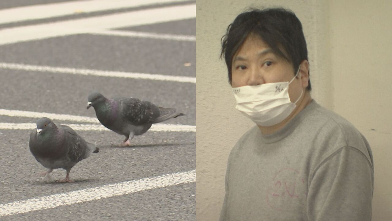 鳩の群れに突っ込み1羽殺した疑いで運転手逮捕…「人間の道路なので、逃げるのはハトの方だ」