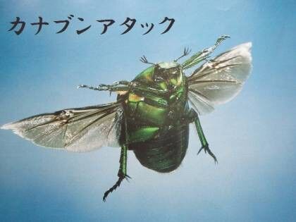 【質問】バイク乗ってて虫とかぶつかんないの？
