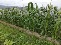 IMG_20200627_182049