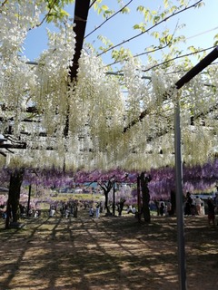IMG_20250429_155850