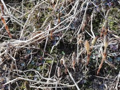 IMG_20190320_094131