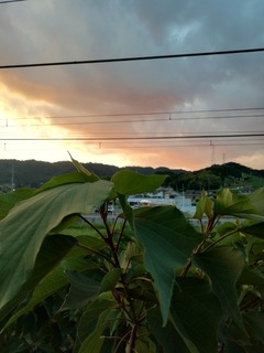 IMG_20240731_190025