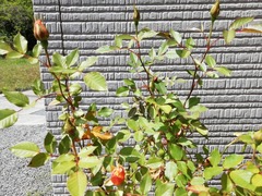 IMG_20210425_113351