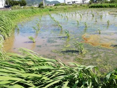 IMG_20200519_154315_BURST002