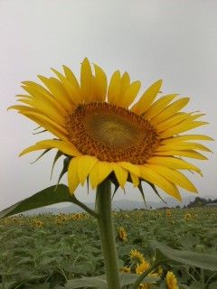 d3e79f12.jpg