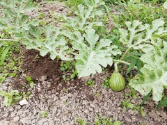 IMG_20200627_182225