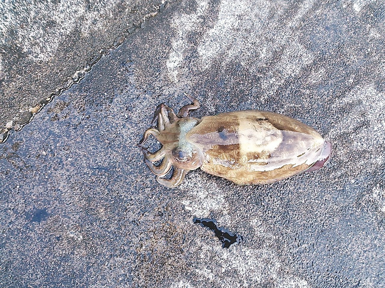 高知 エギング 怒りの爆釣ｗ紋甲イカ コウイカ 祭り ハタカラ