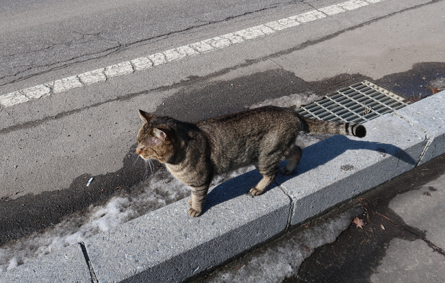 ねこ
