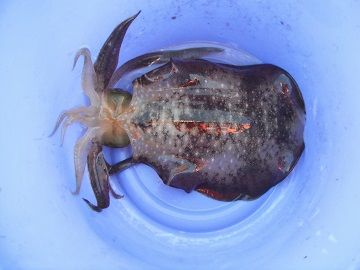 新潟南浜漁港 くしろ丸 出船のアオリイカ シロギス釣行 ｋｏｂｉさんの江戸前釣り雑記