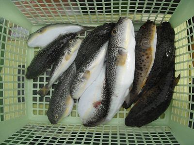 イメージ 9