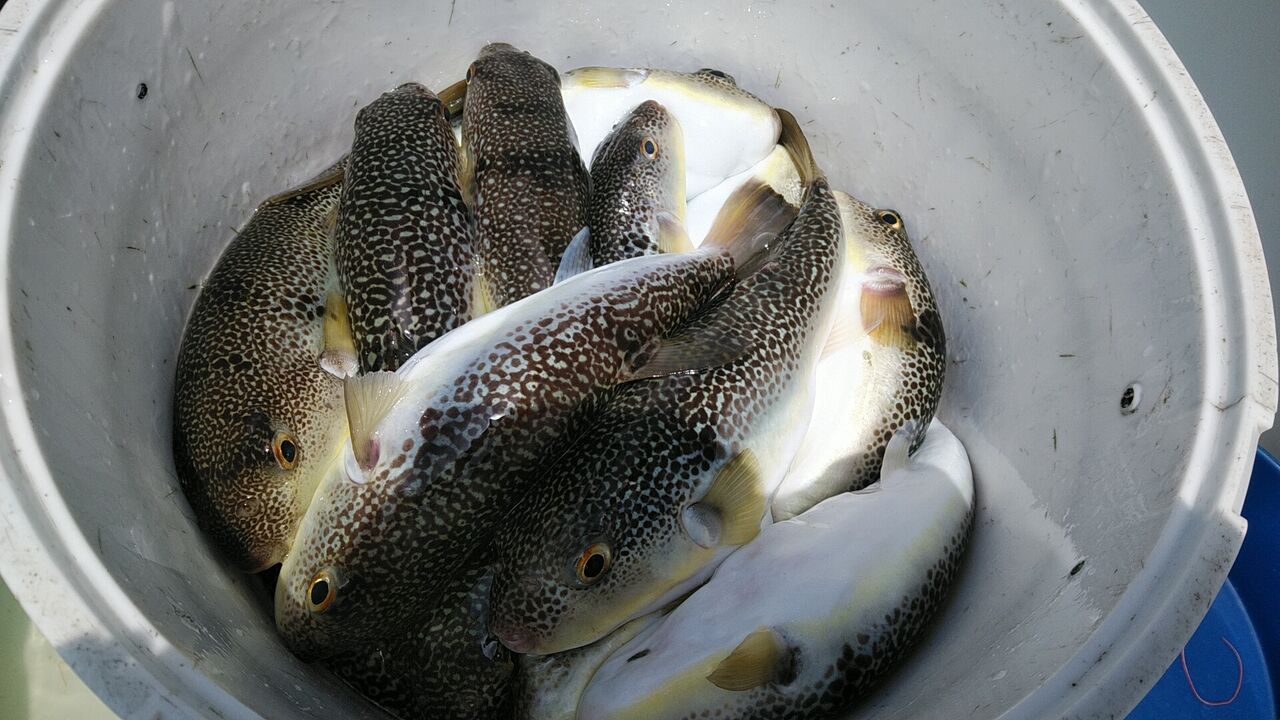 フグ釣行 きよし丸 6 29 ｋｏｂｉさんの江戸前釣り雑記