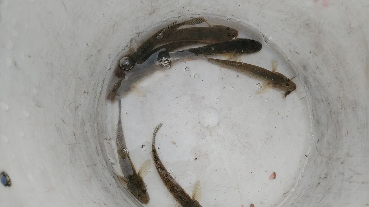 その他の船釣り ｋｏｂｉさんの江戸前釣り雑記