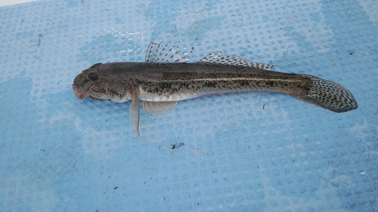 その他の船釣り ｋｏｂｉさんの江戸前釣り雑記