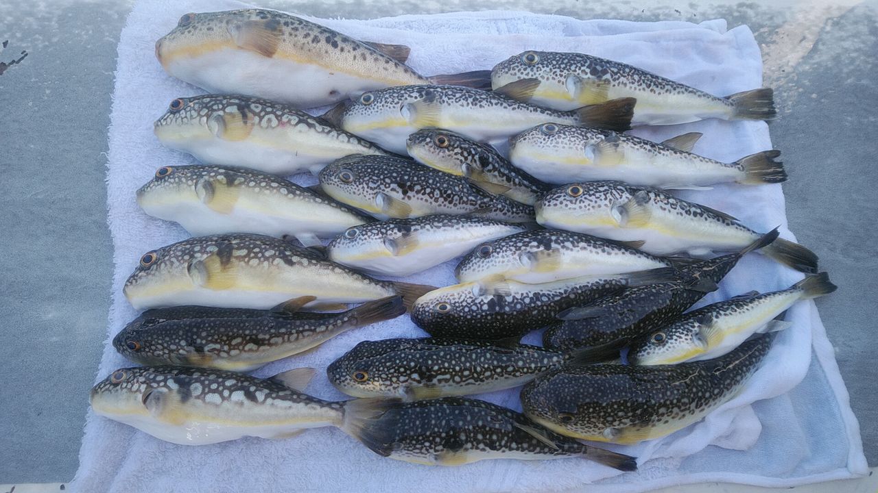 メタリア湾フグ M175 Www Vetrepro Fr