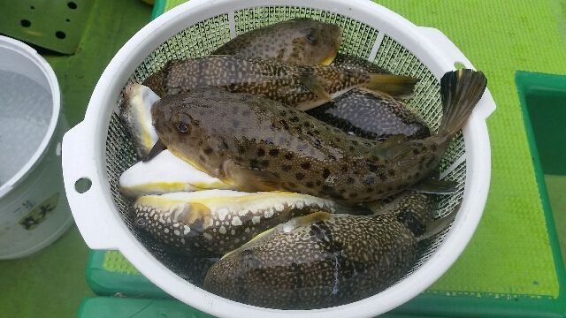 フグ釣り 16年 ｋｏｂｉさんの江戸前釣り雑記