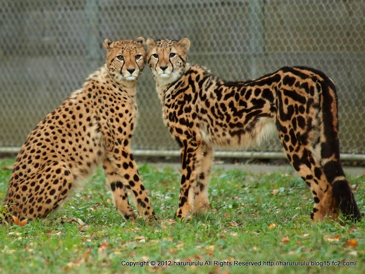 キングチーター飼いたい 自宅で動物園 キングチーター飼いたい 自宅で動物園