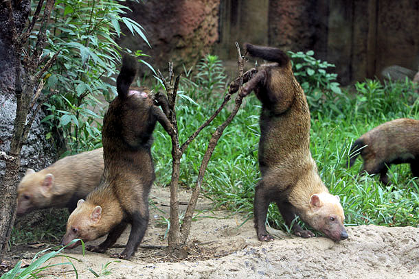 ヤブイヌ飼いたい 自宅で動物園