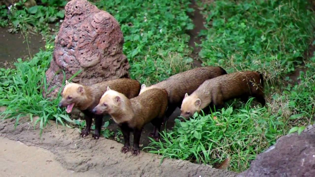 ヤブイヌ飼いたい 自宅で動物園