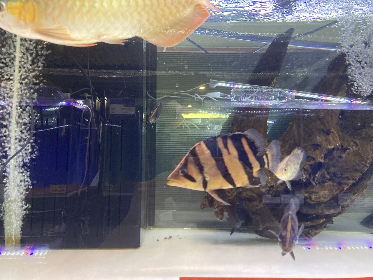 ◇ダトニオについて◇5/23UP : アクアショップビリーケンのblog