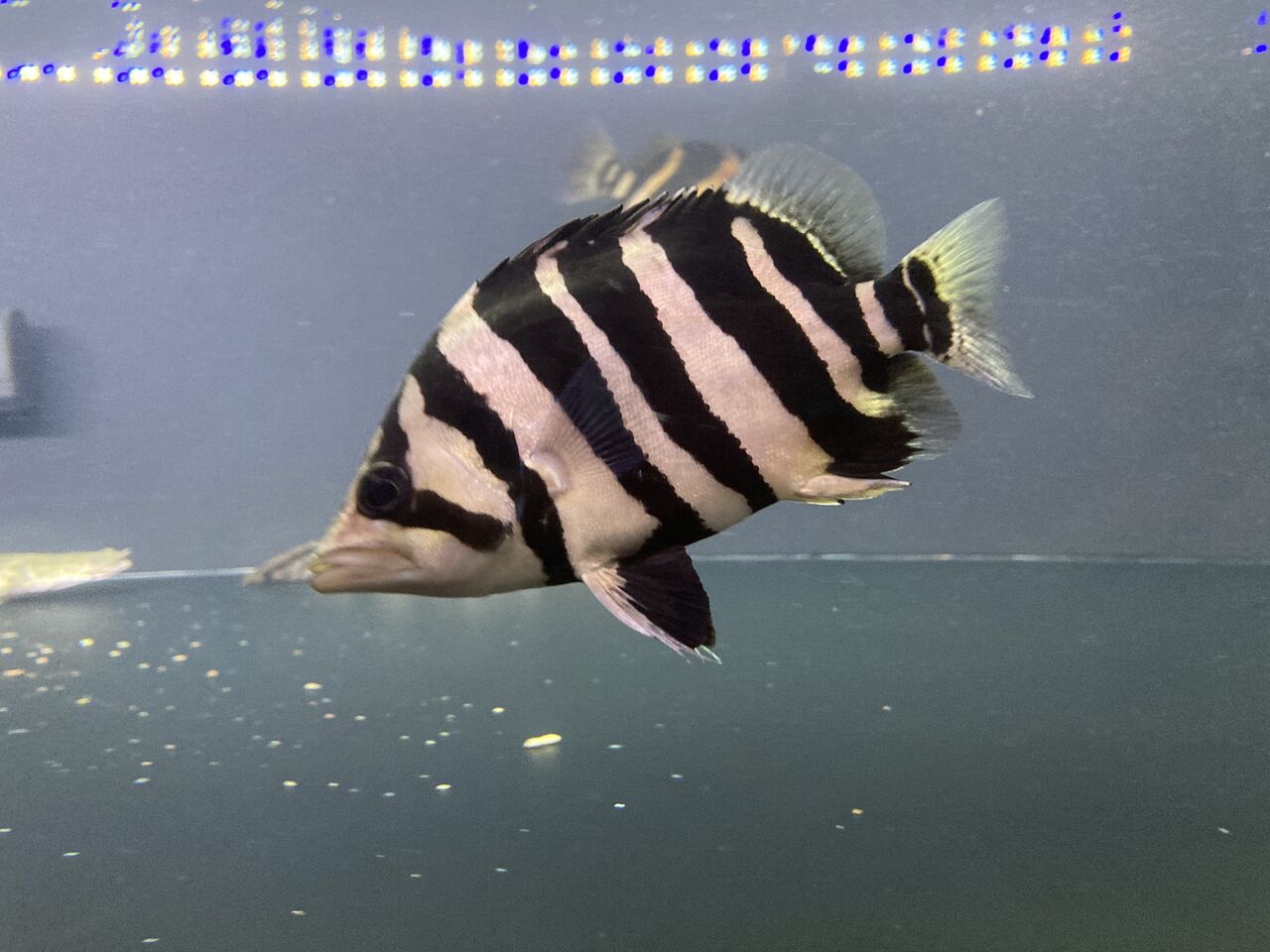 スマトラタイガーダトニオ腹巻きパーフェクトバンド3匹熱帯魚