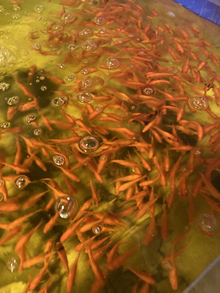 ビリーケンの活餌 冷凍エサのご紹介 アクアショップビリーケンのblog