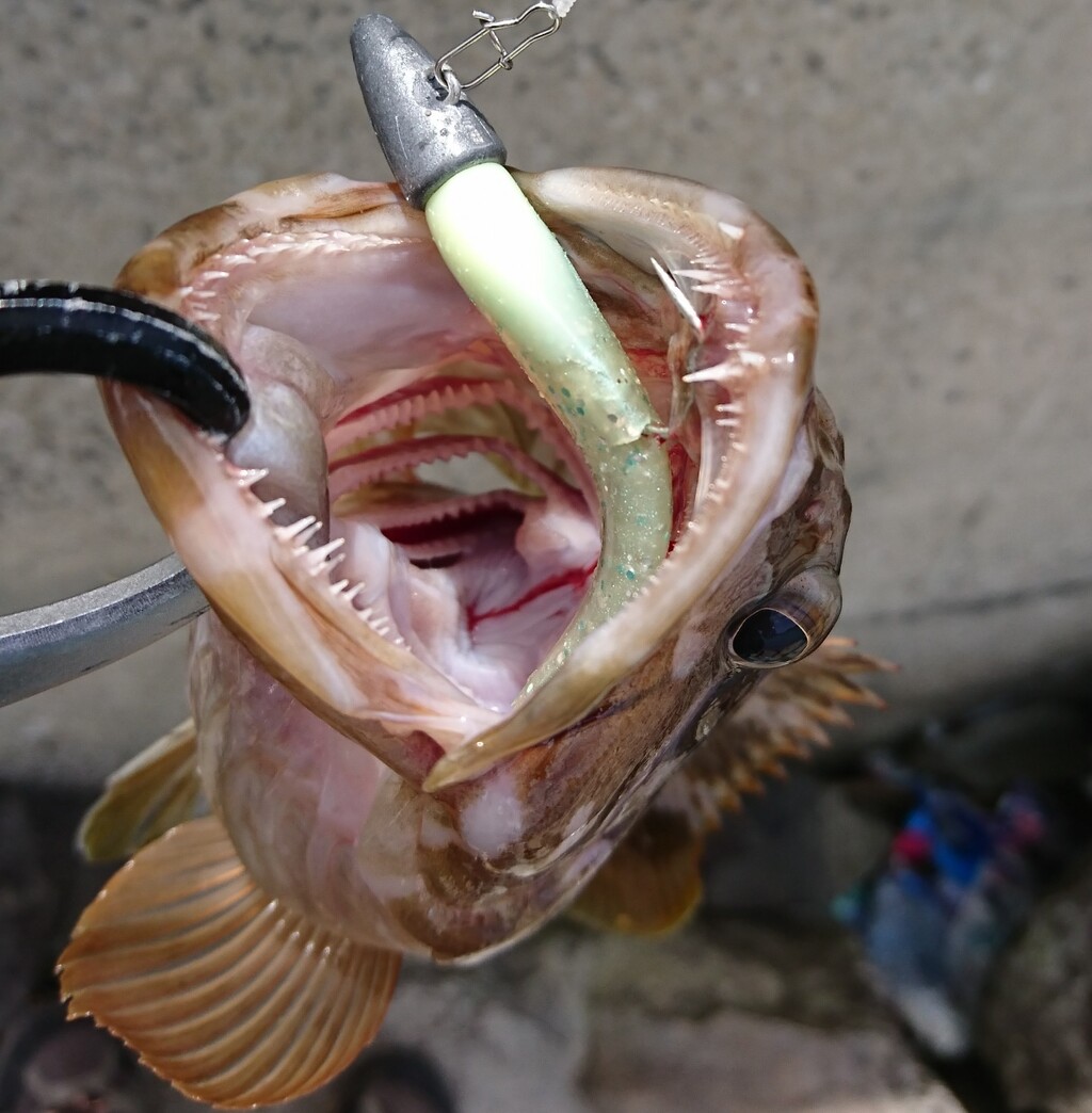 パームス ラークシューター 71ML＋ インプレ : ハタログ