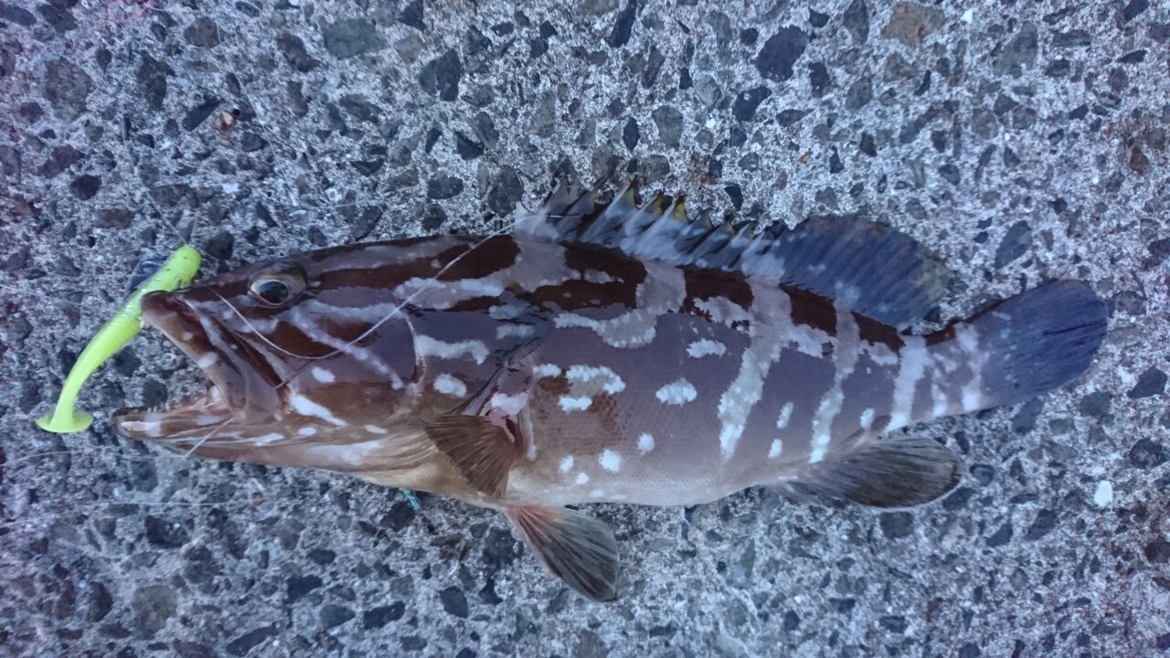 パームス ラークシューター 71ML＋ インプレ : ハタログ