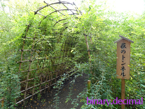 向島百花園（萩のトンネル）