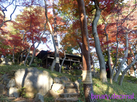 殿ヶ谷戸庭園（紅葉亭ともみじ）
