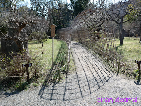 向島百花園（冬場の萩のトンネル）