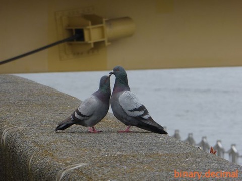 桜橋のドバト_ＬＯＶＥ＆ＰＥＡＣＥ