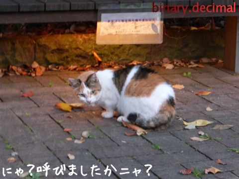 愛宕神社のヌシ猫 梅成亭