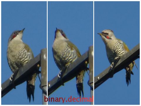 PhotoGrid_1485272070312