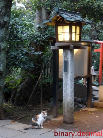 愛宕神社のヌシ猫２