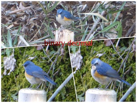 PhotoGrid_1485272298919