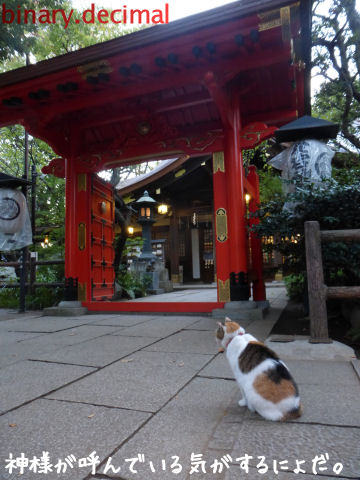 愛宕神社のヌシ猫 梅成亭