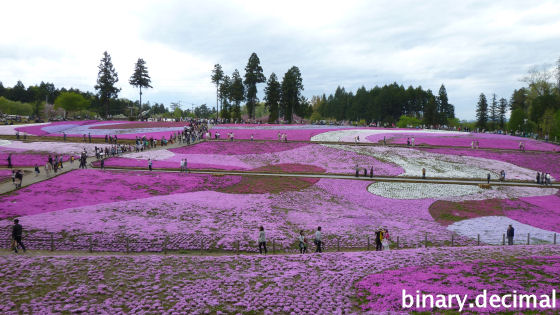 芝桜の丘 芝桜の丘